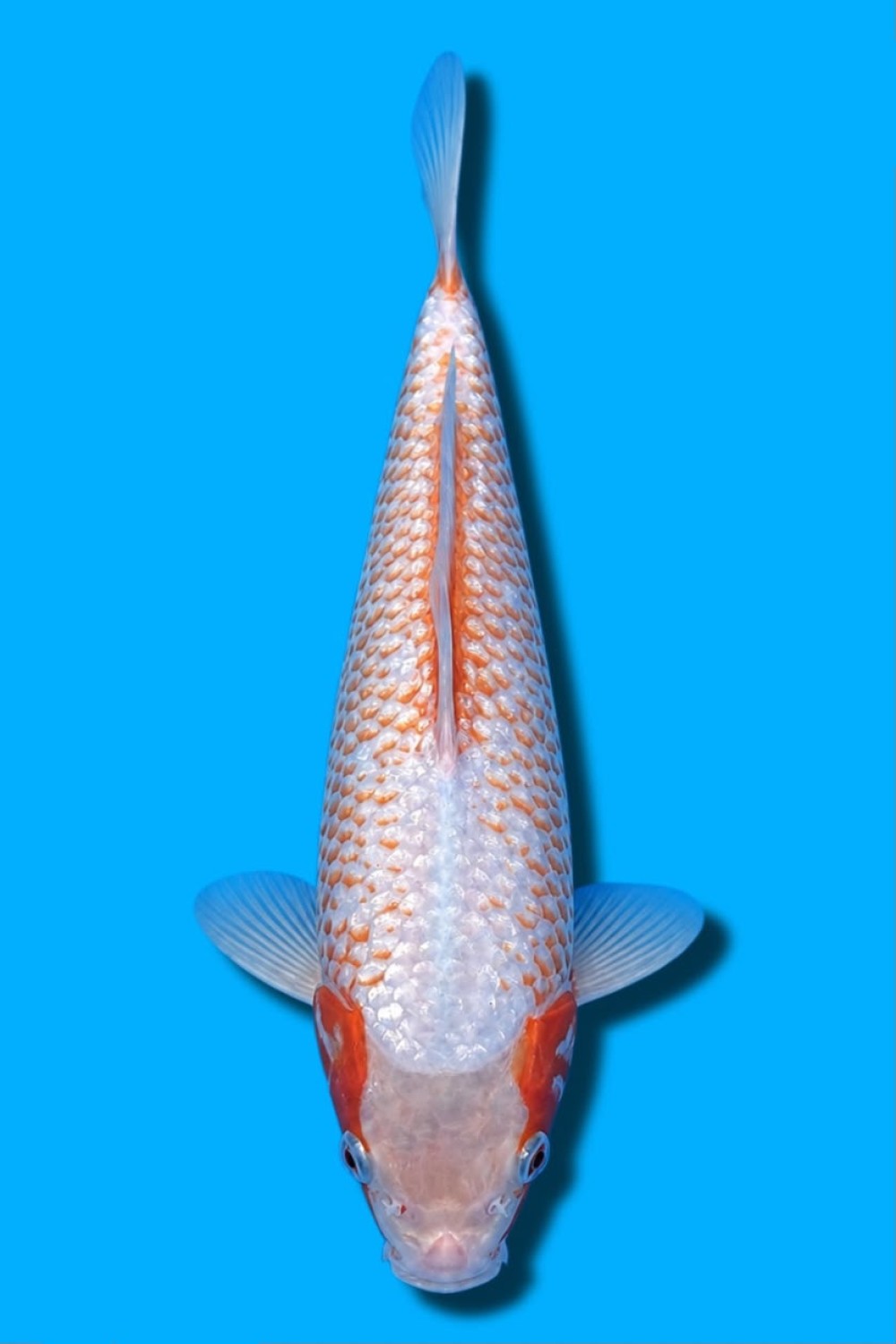 Juara 2