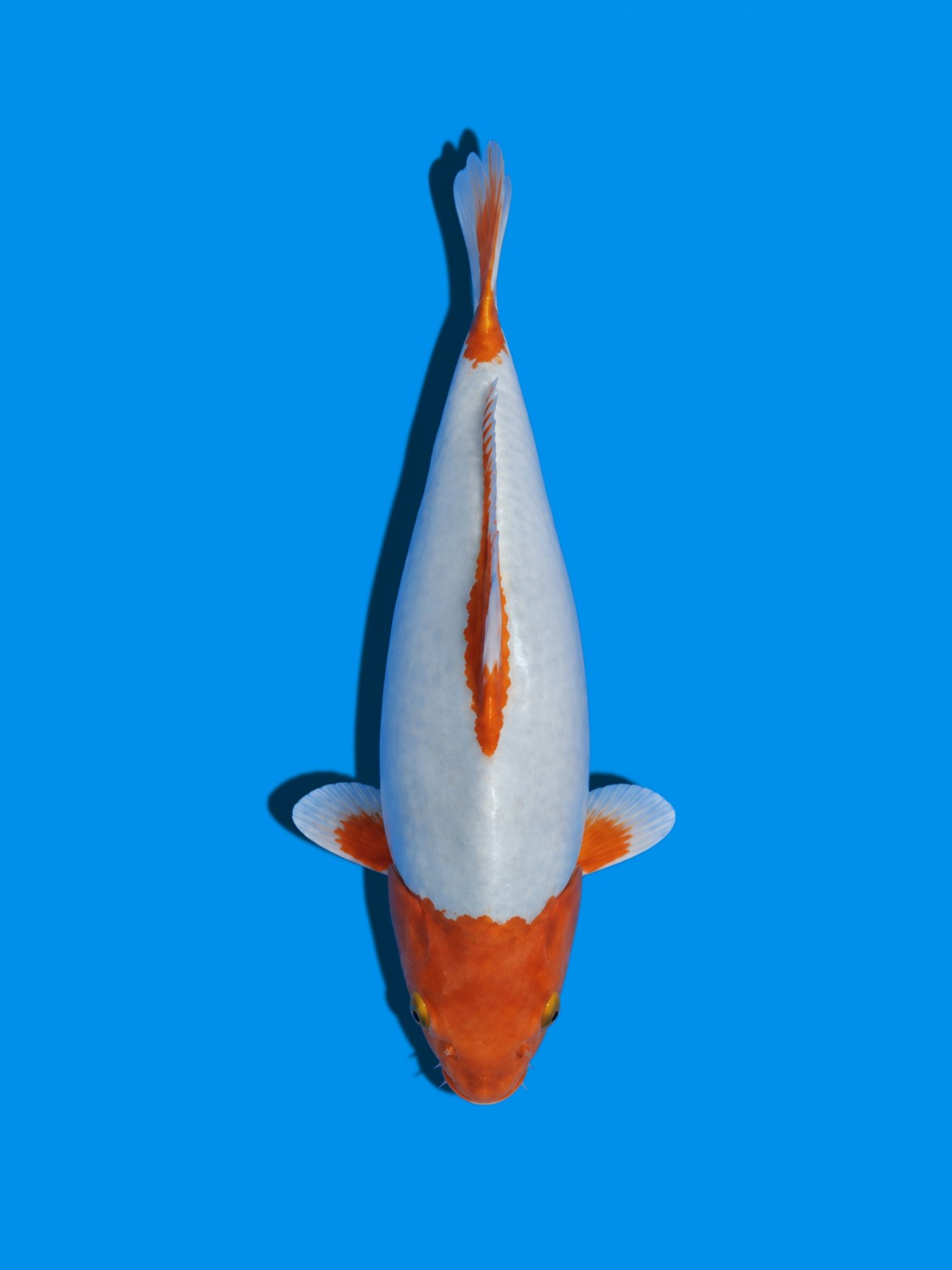 Juara 1