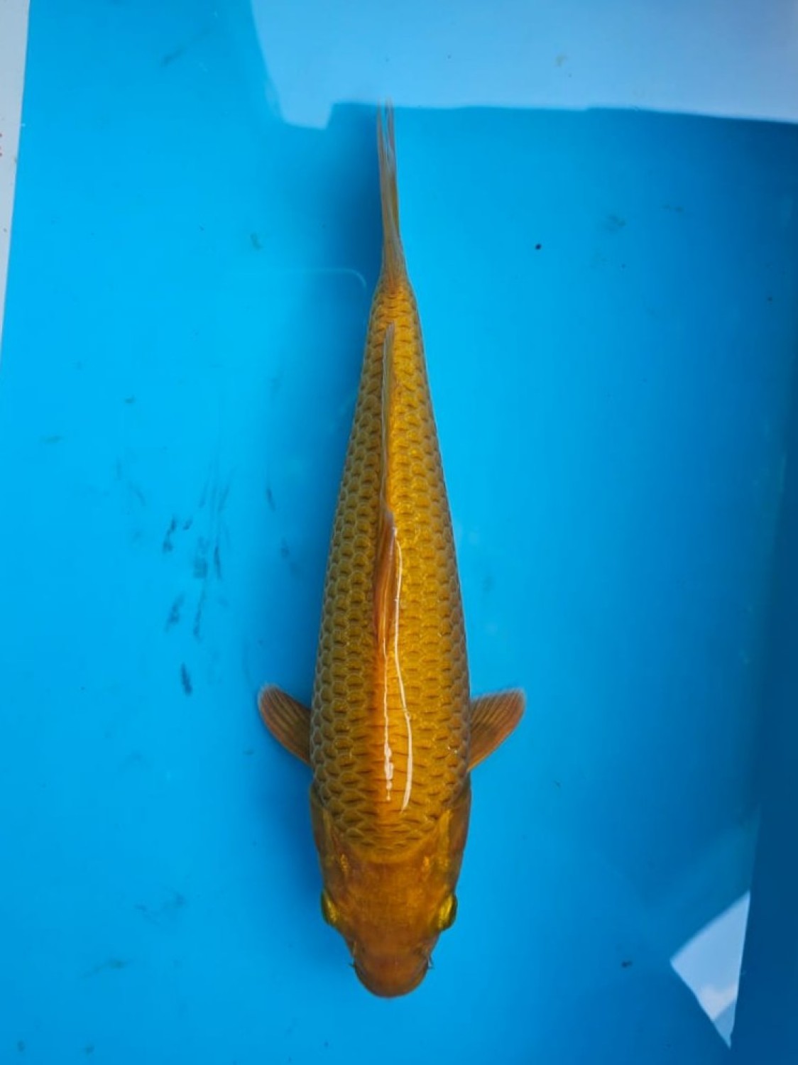 Juara 1