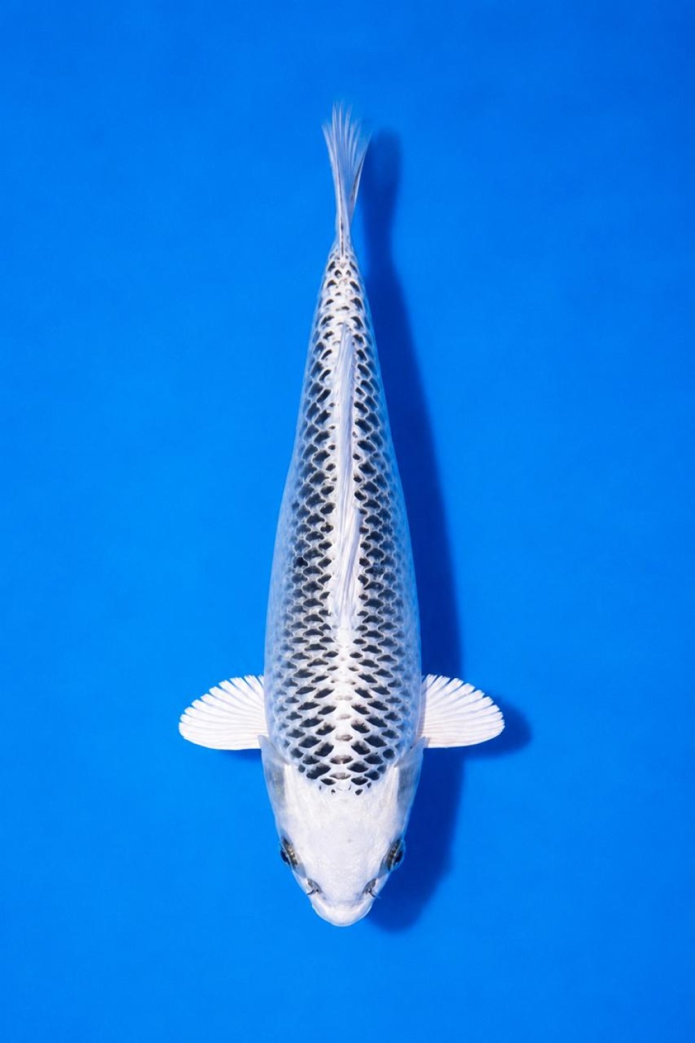 Juara 1