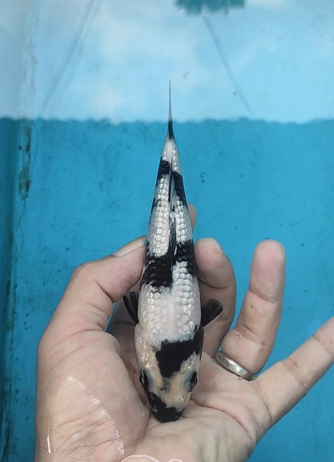 Best In Size C 13 - 15 cm