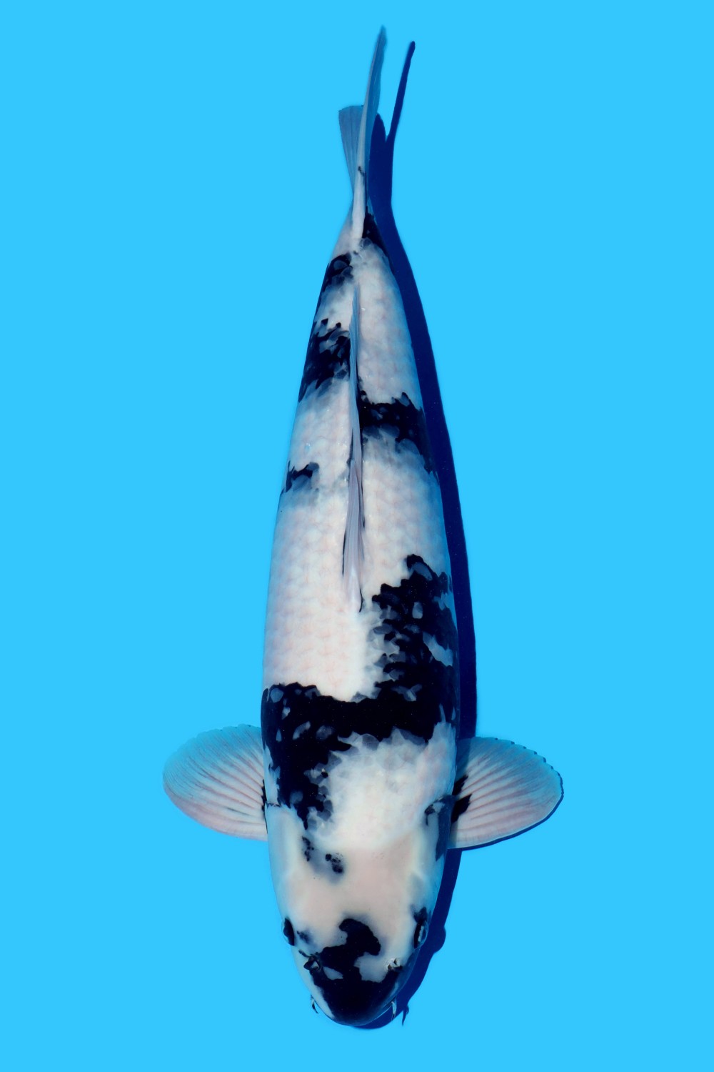 Juara 1