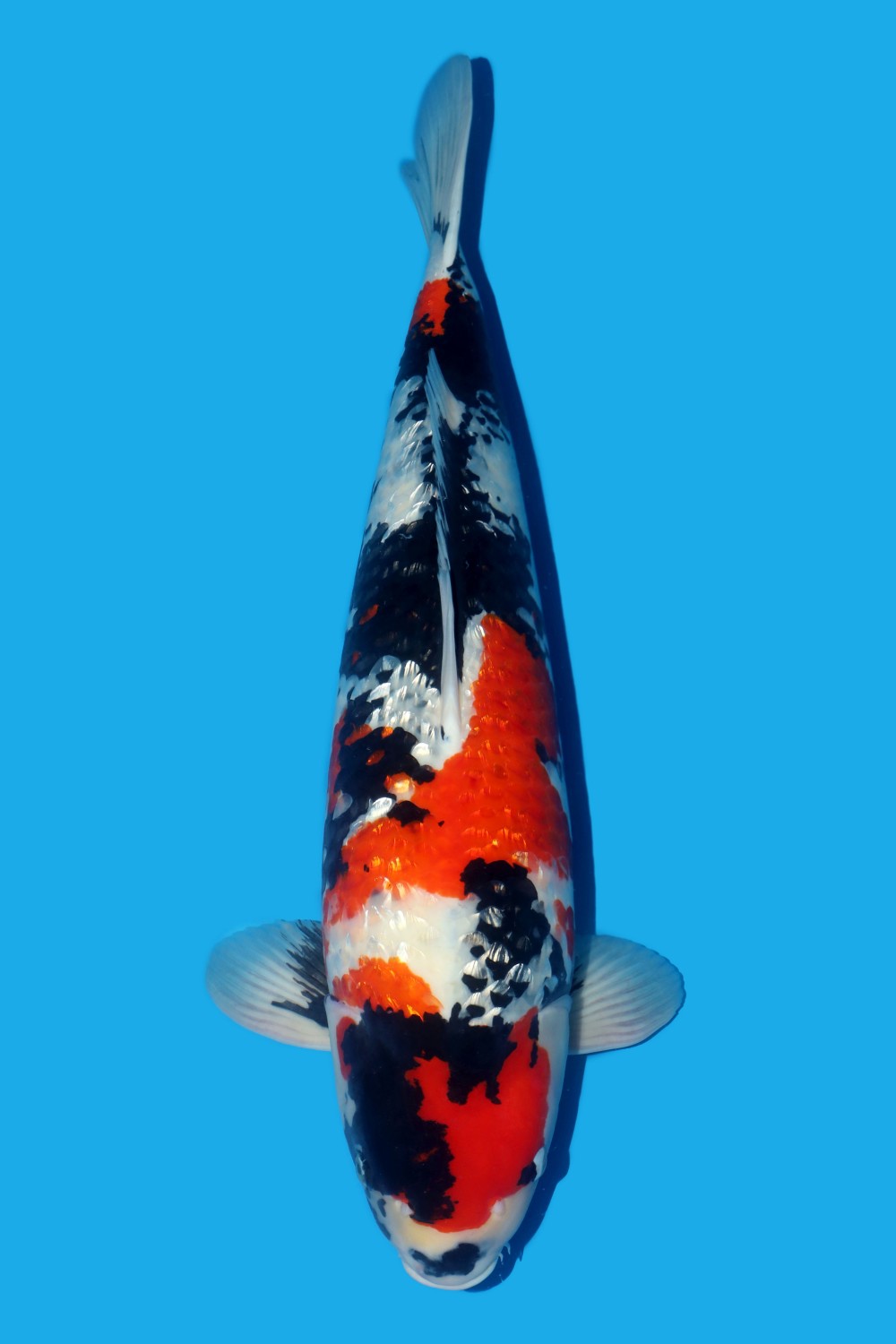 Juara 2