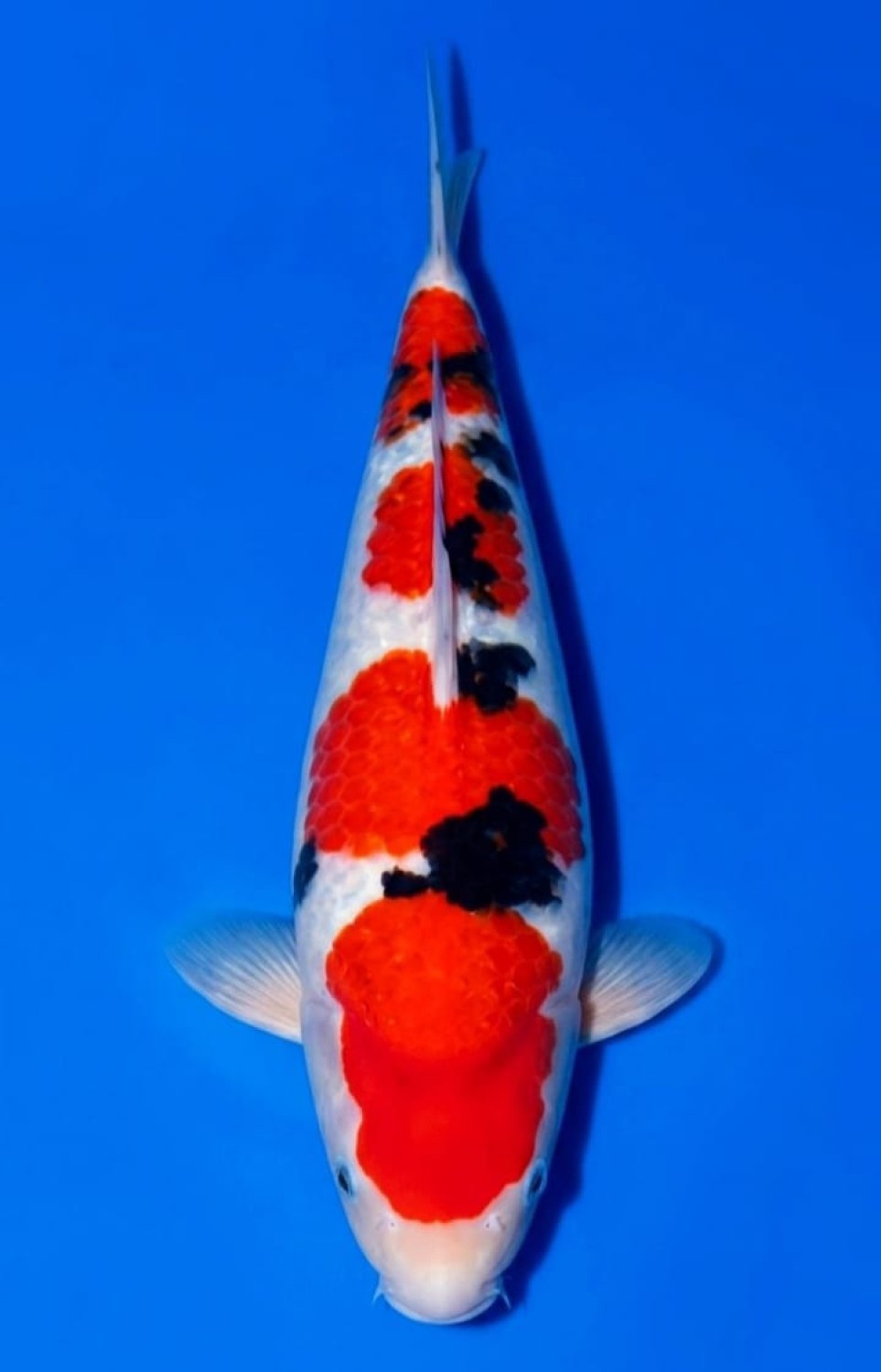 Best In Size A 26 - 30 cm