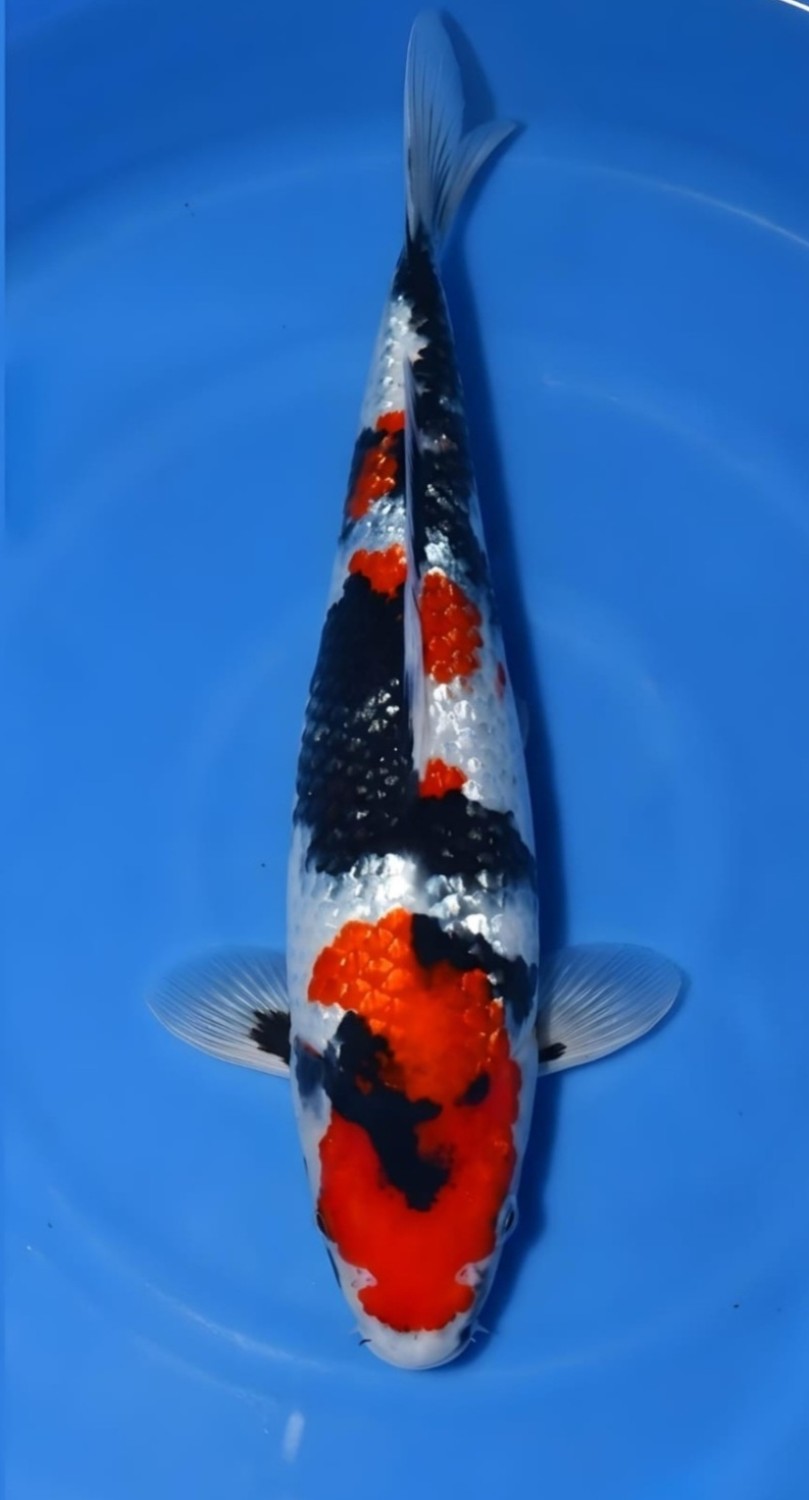 Best In Size B 16 - 20 cm