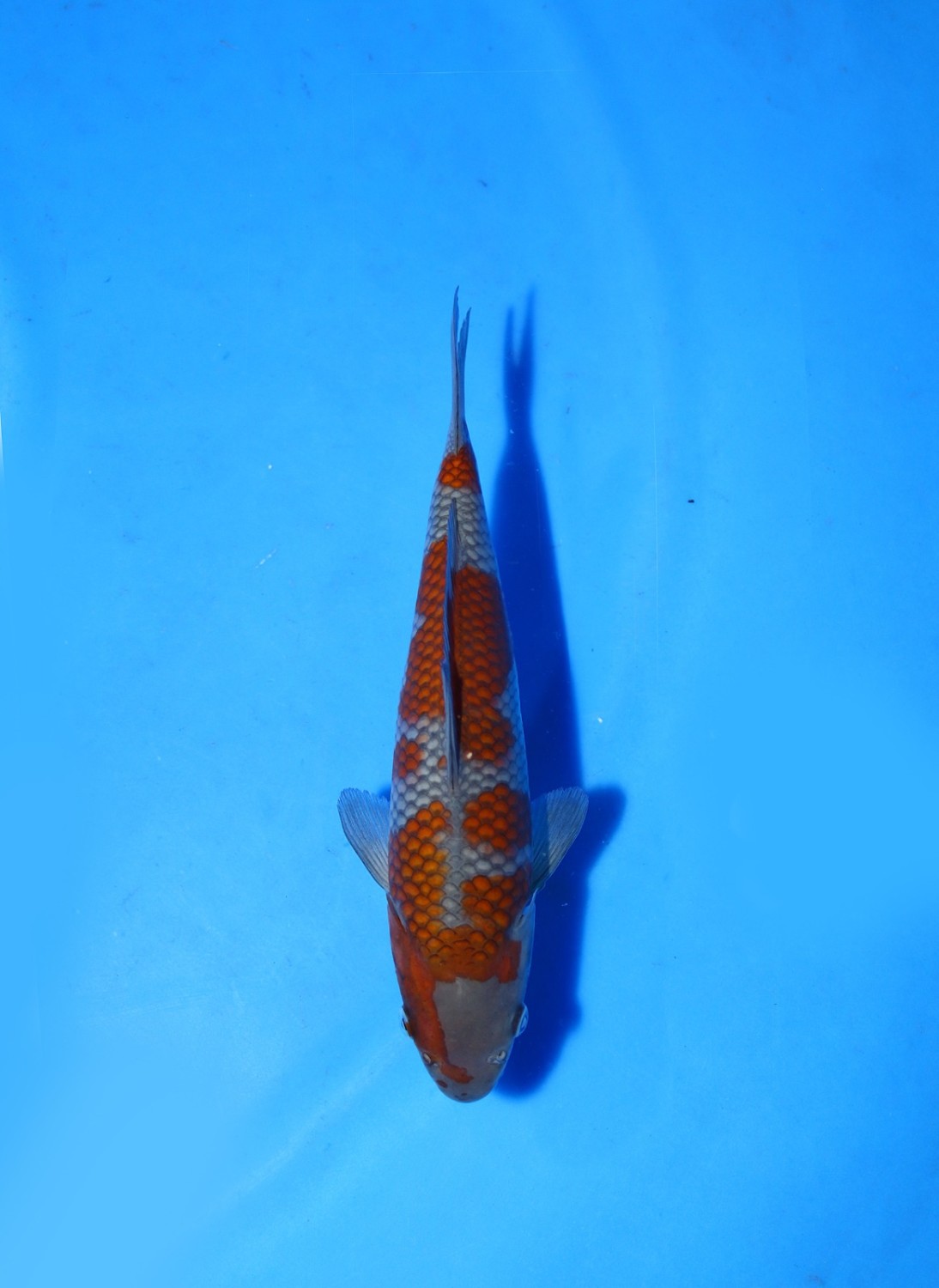 Juara 1