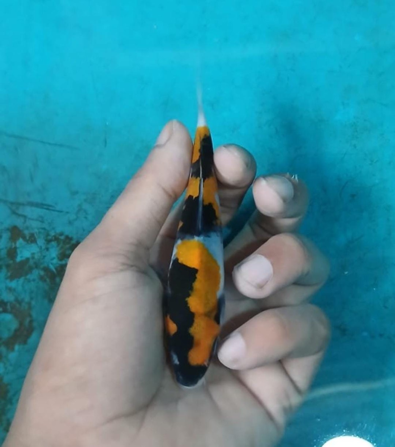 Juara 5