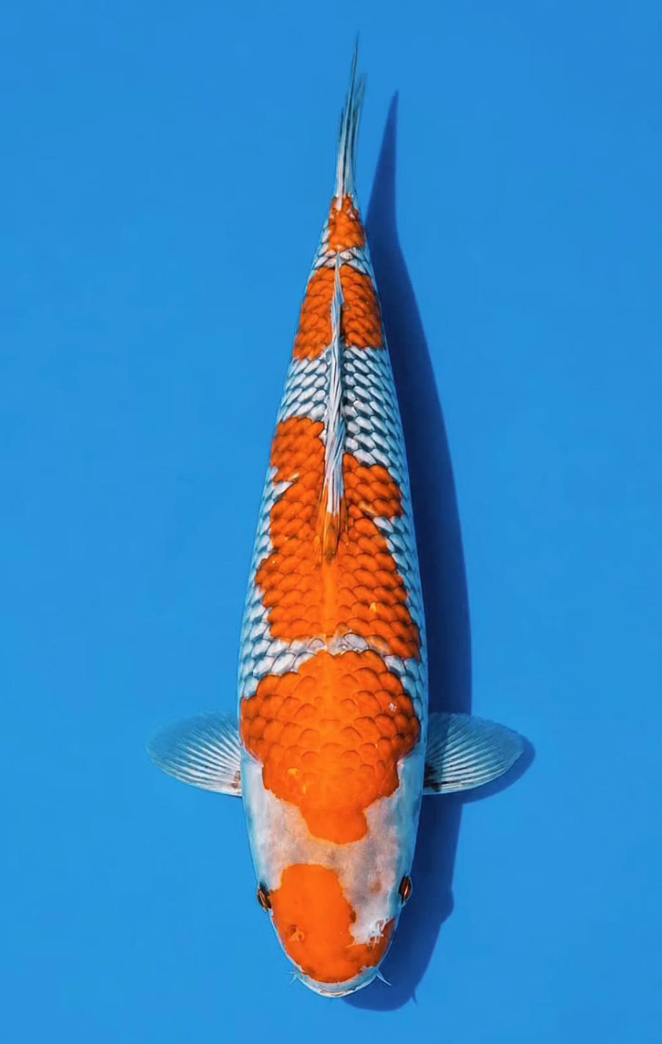 Juara 1