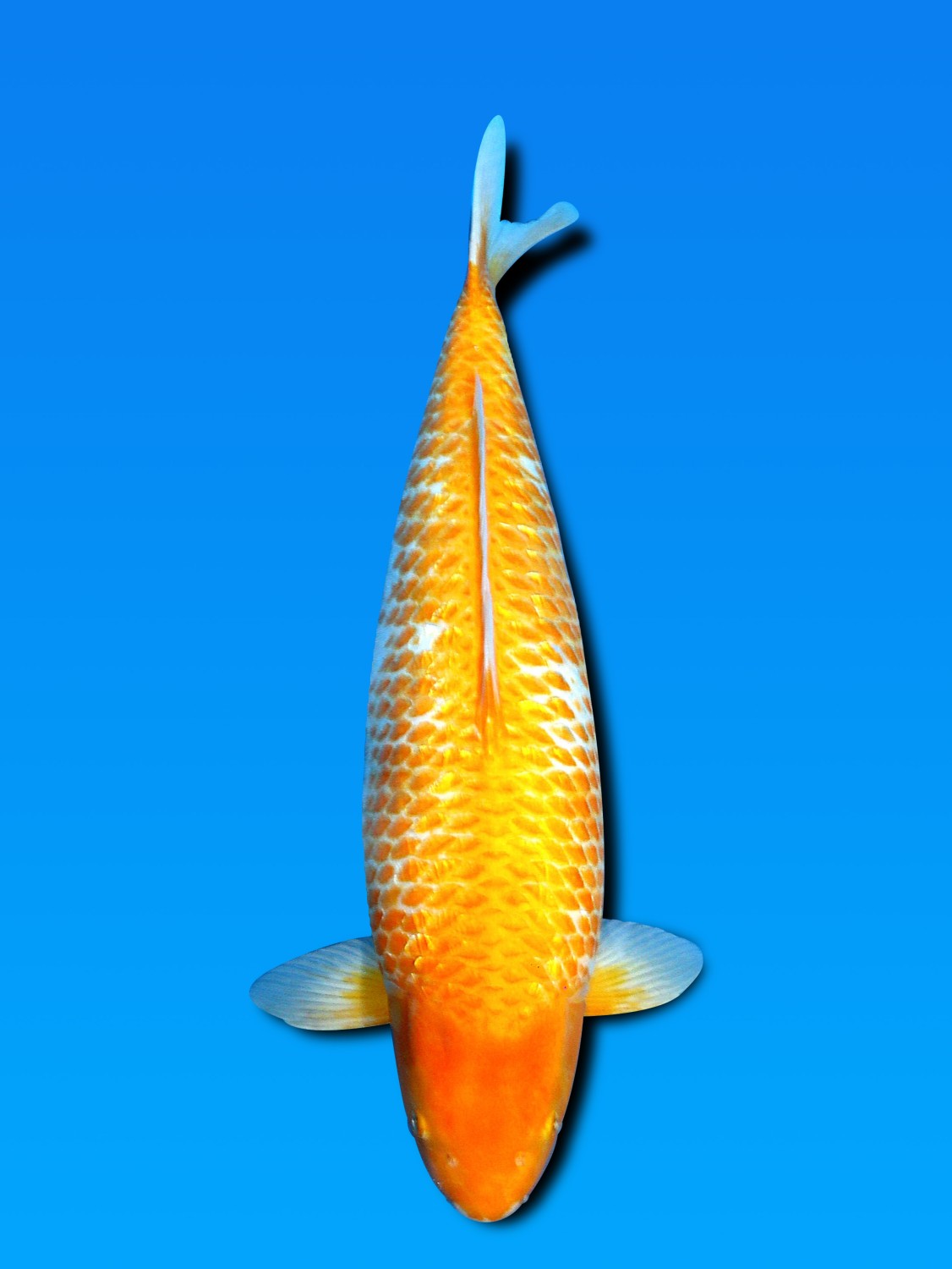 Juara 5