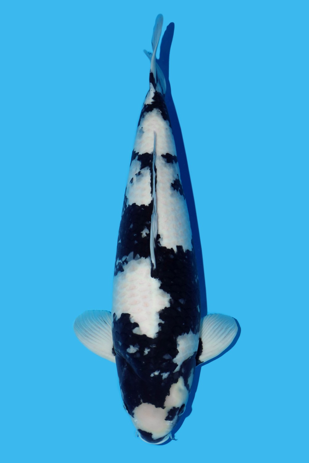 Juara 3