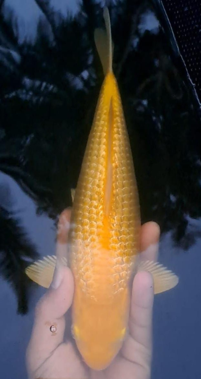 Best In Size E 26 - 30 cm