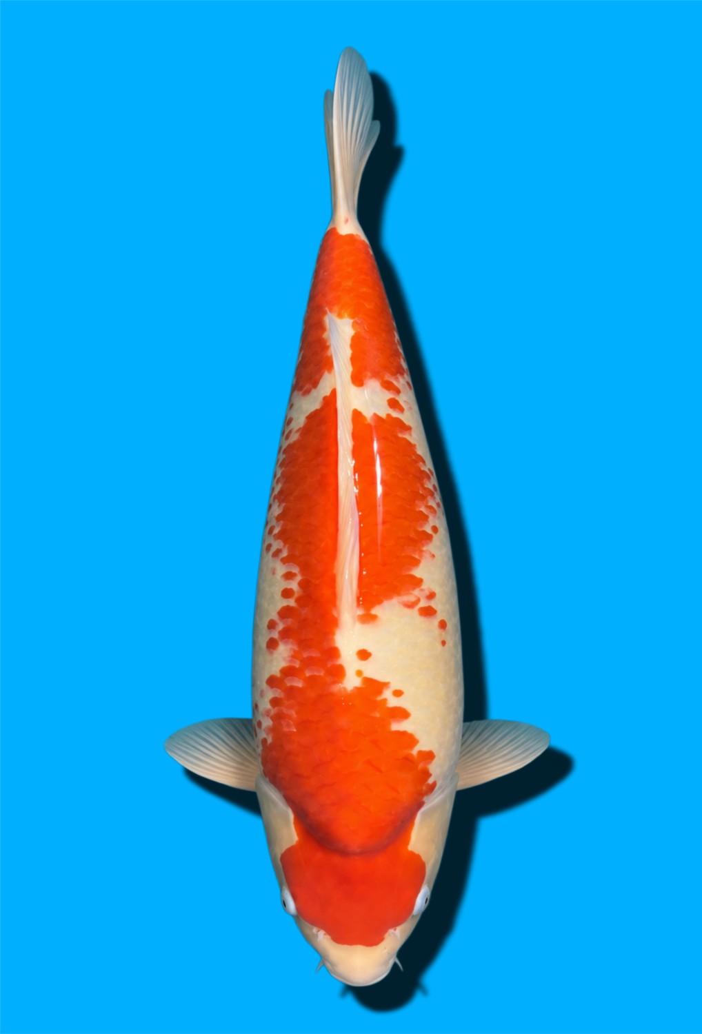 Juara 1