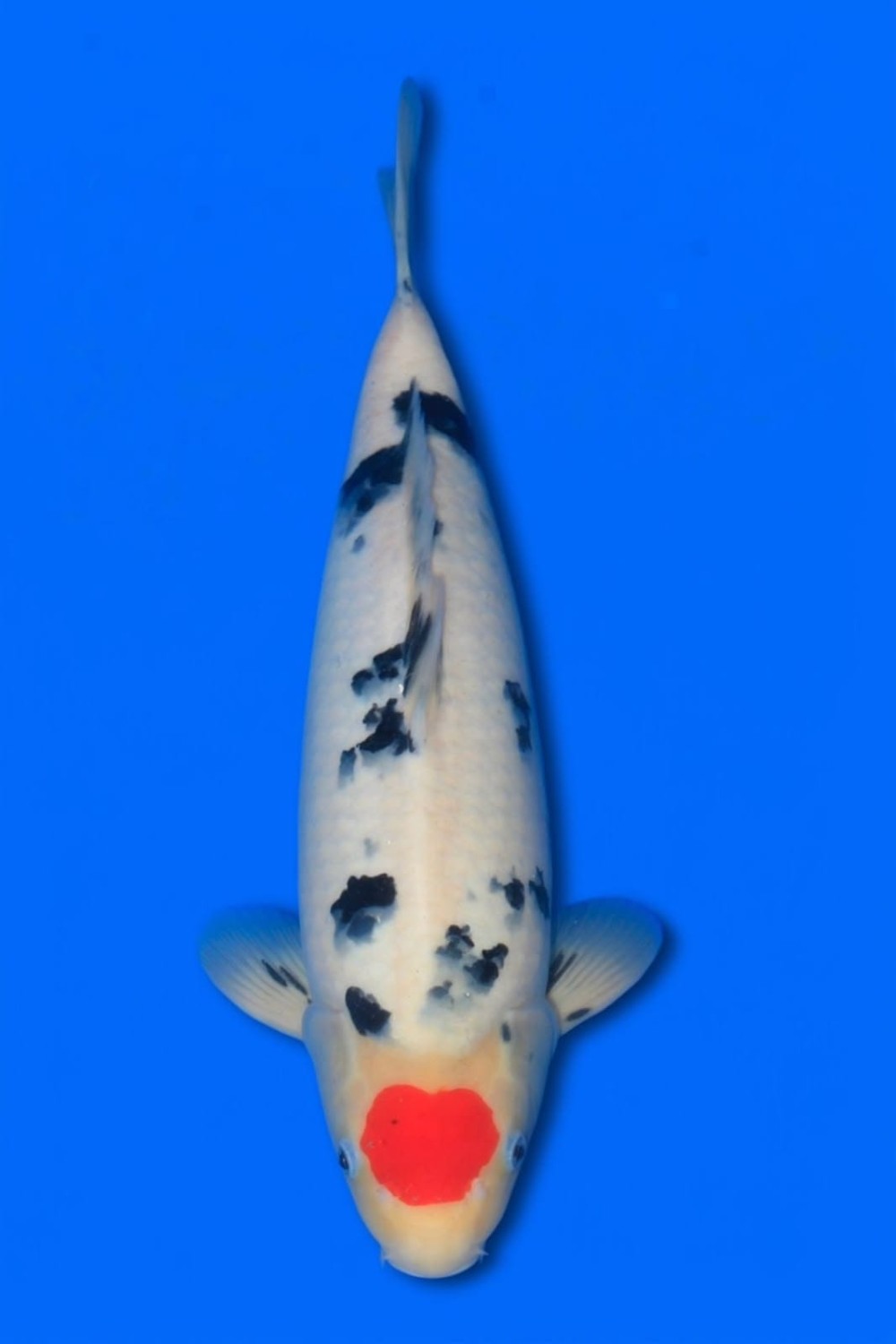 Juara 2