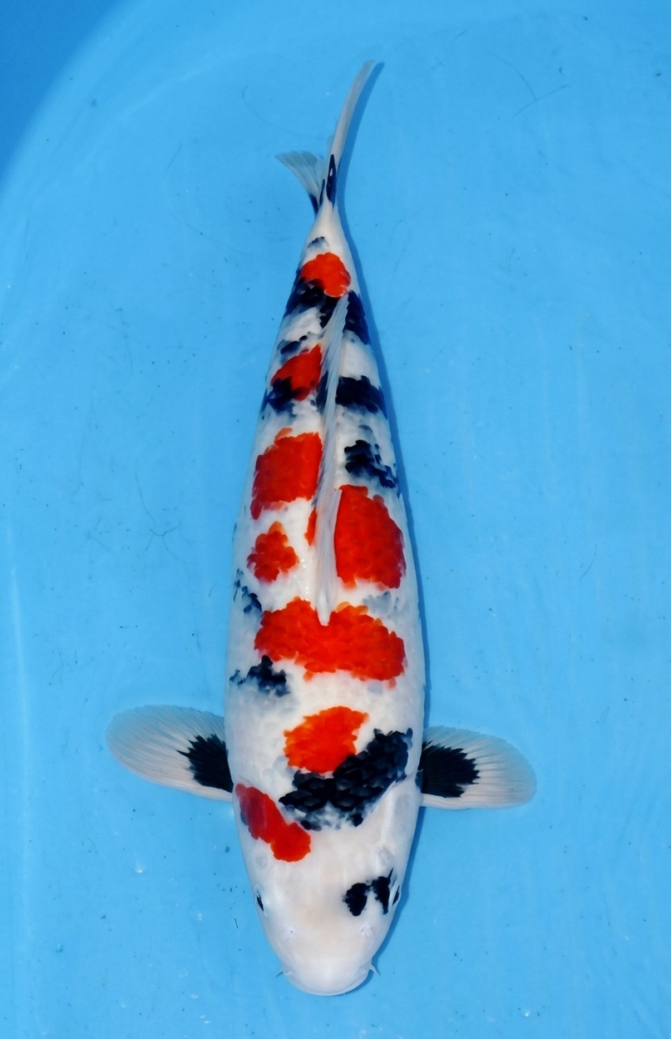 Juara 2