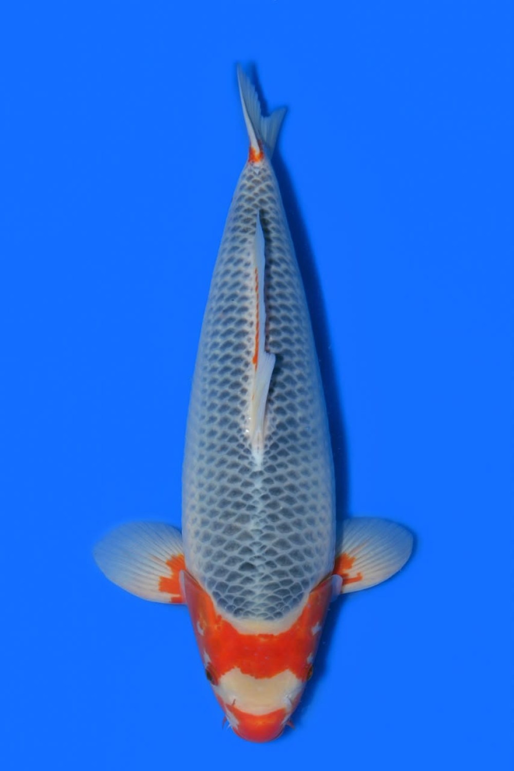 Juara 2