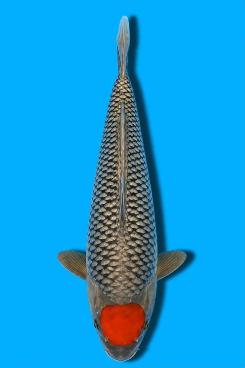 Juara 2