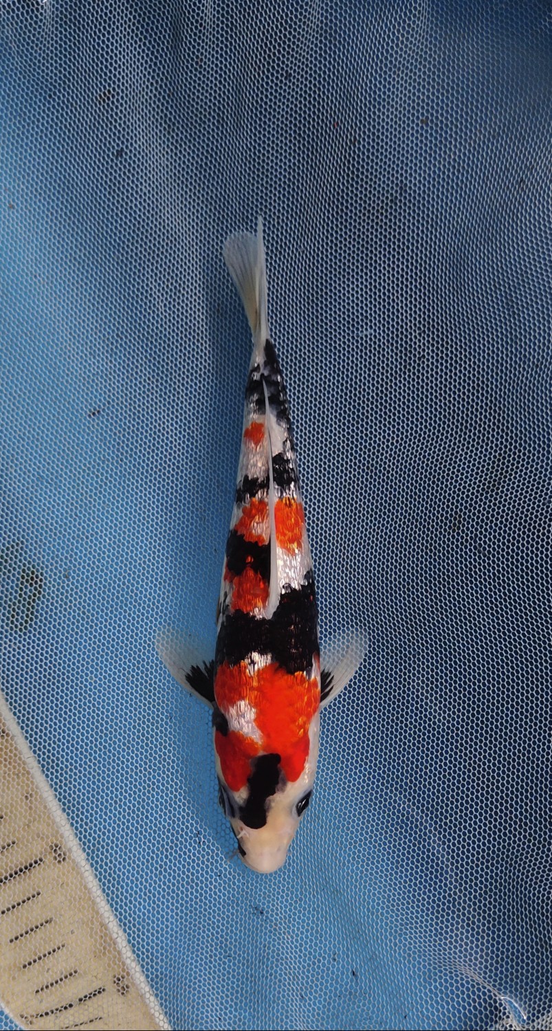 Juara 1