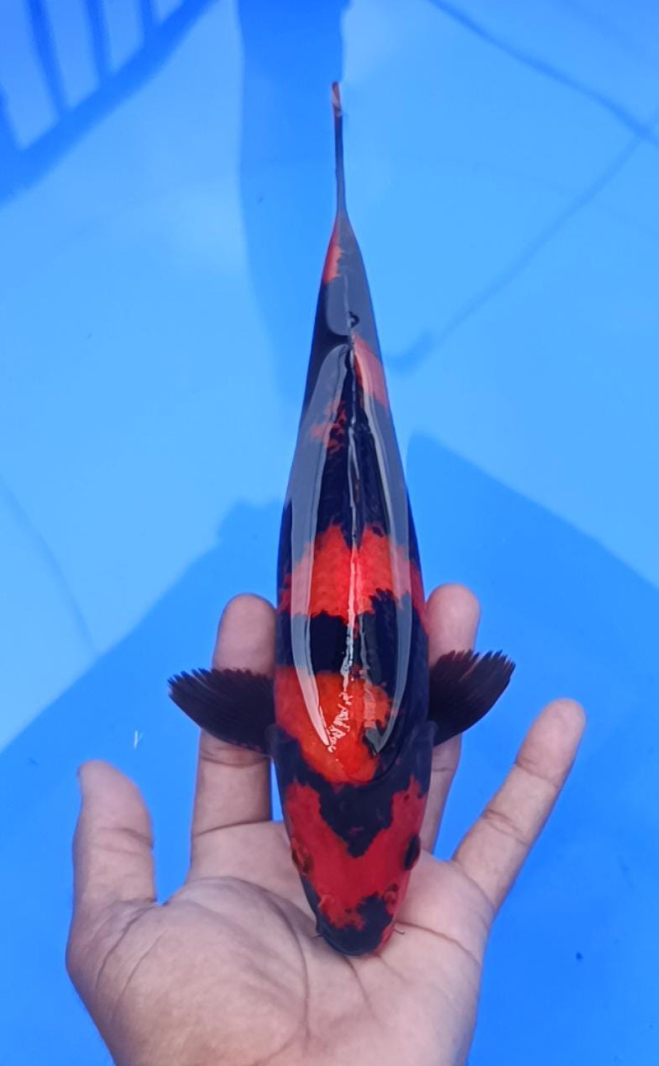 Juara 4