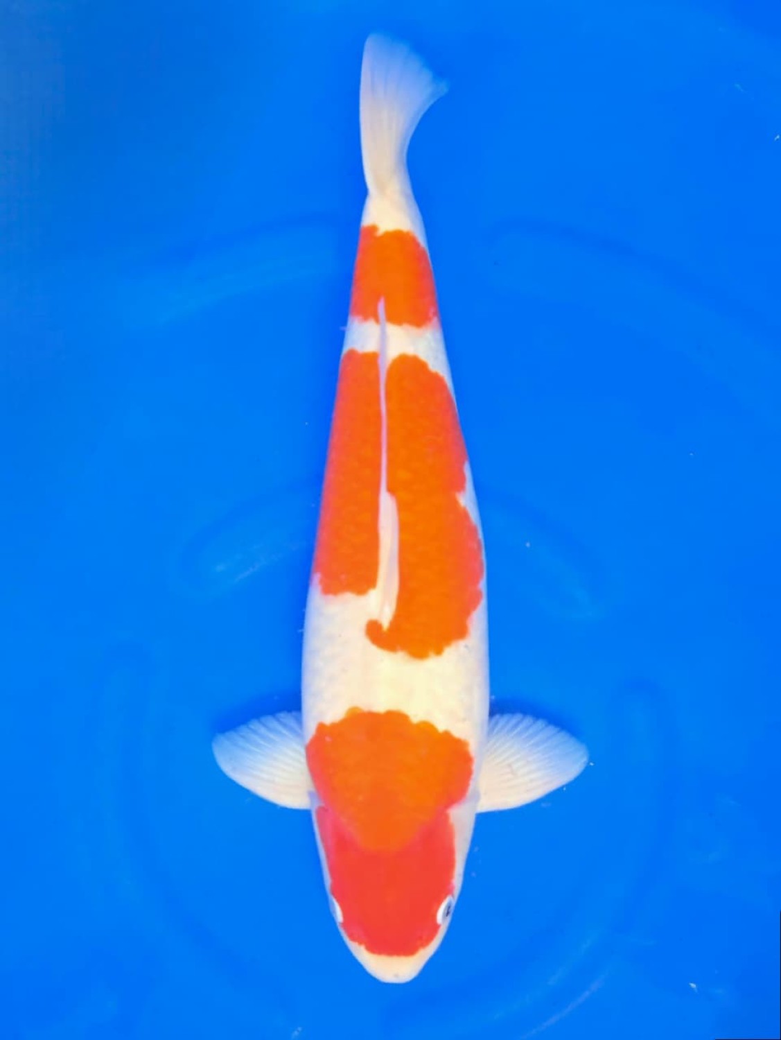 Juara 1