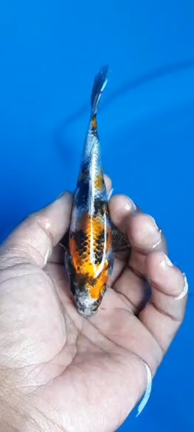 Juara 3