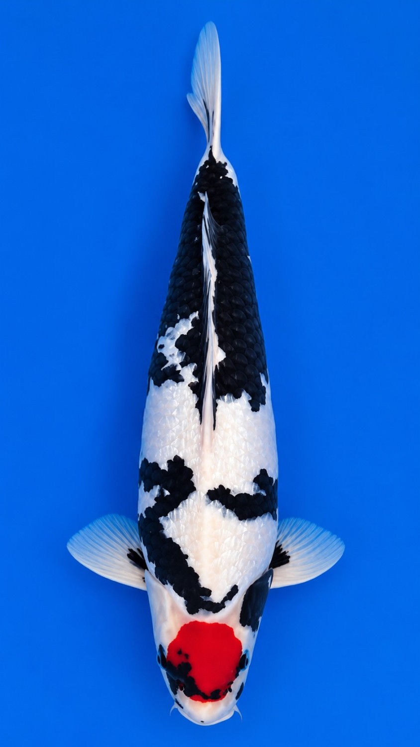 Best In Size C 46 - 50 cm