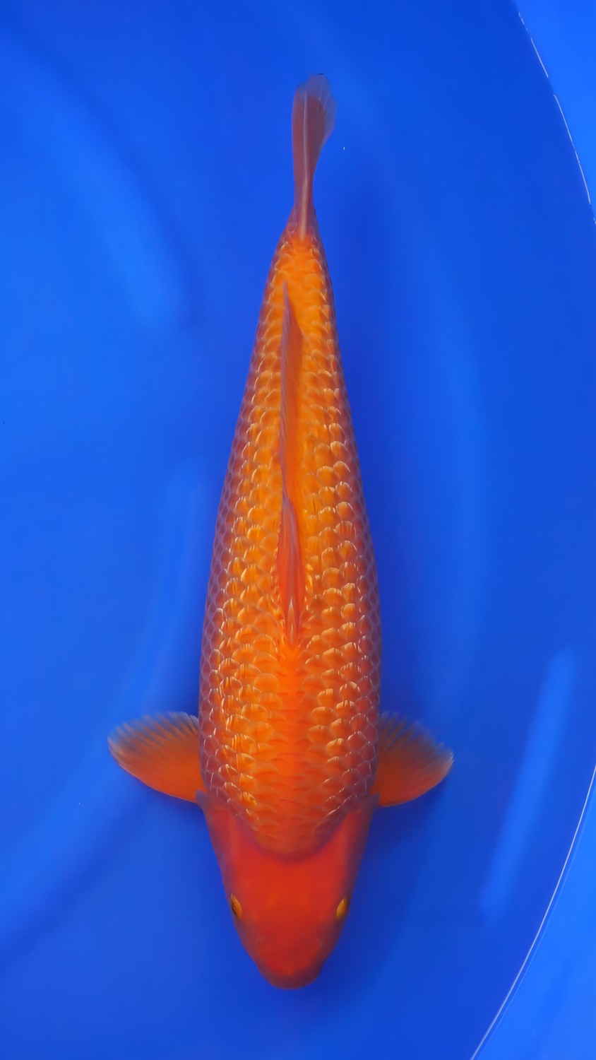 Best In Size E 46 - 50 cm