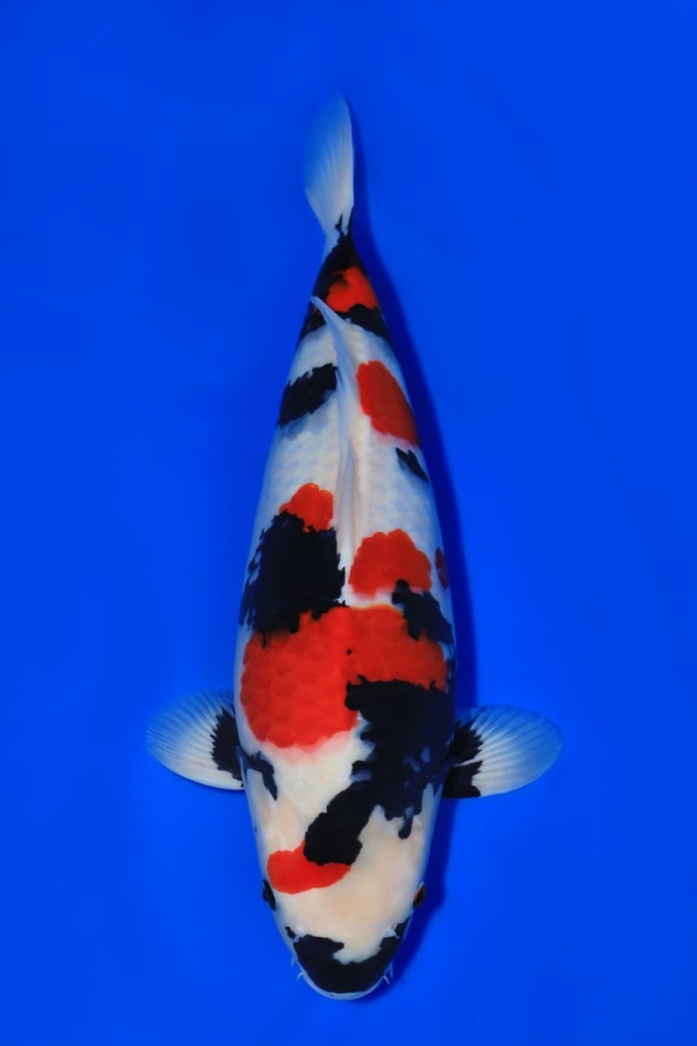 Reserve Grand Champion Indonesia A