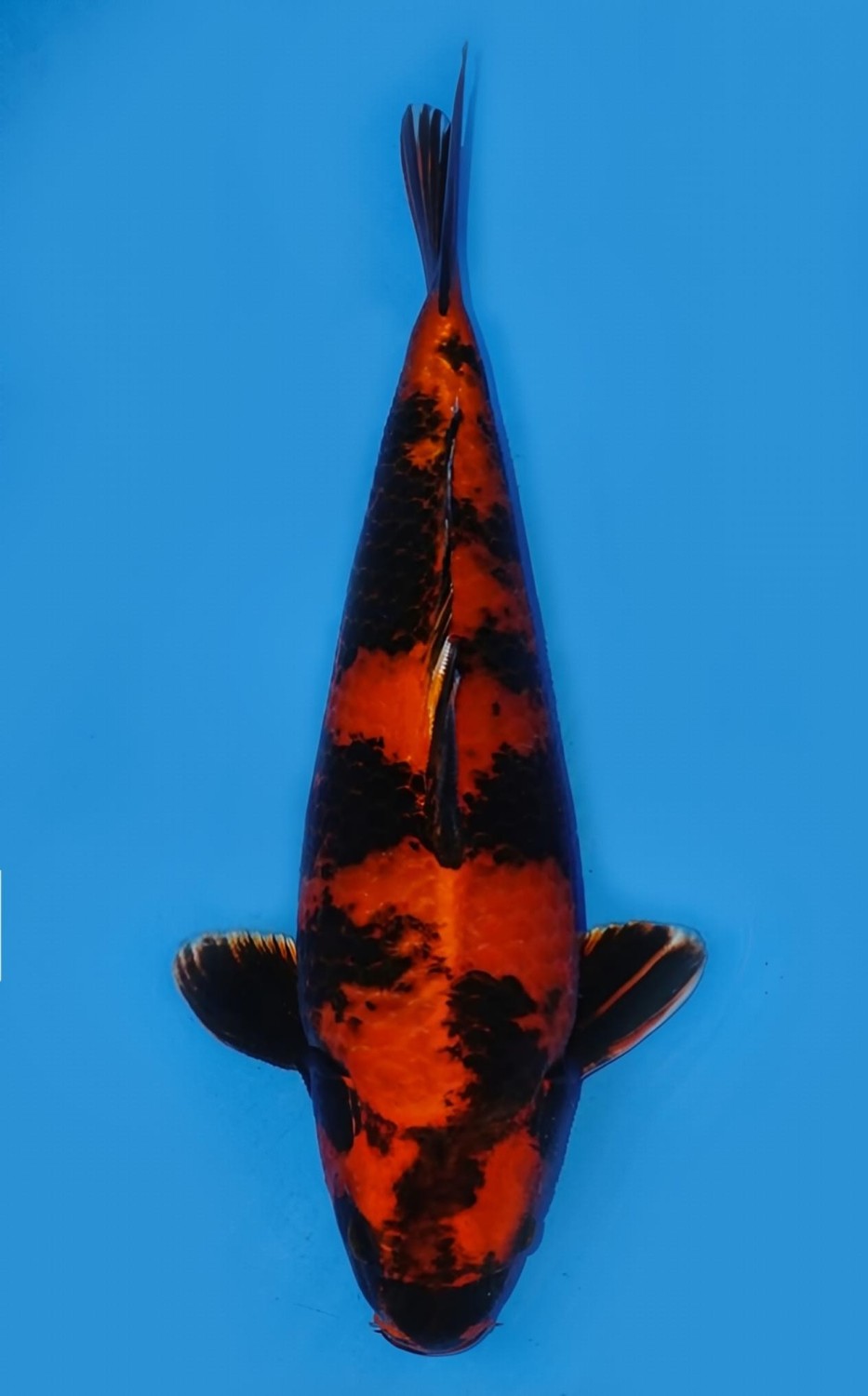 Juara 1