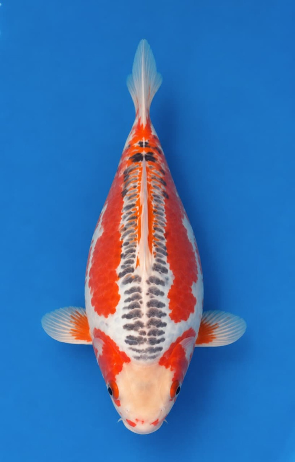 Baby Champion Shortbody