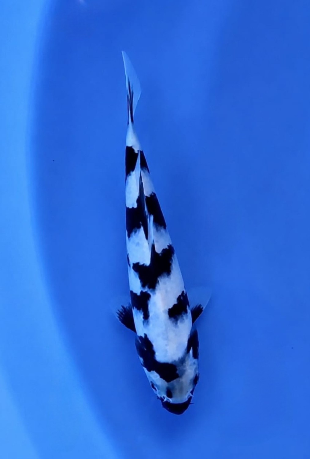 Juara 5