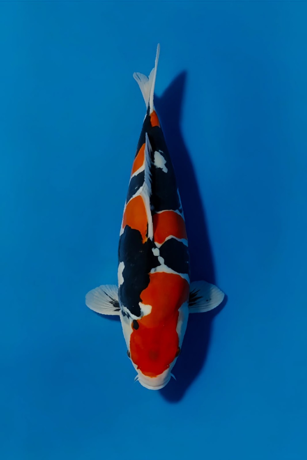 Juara 2