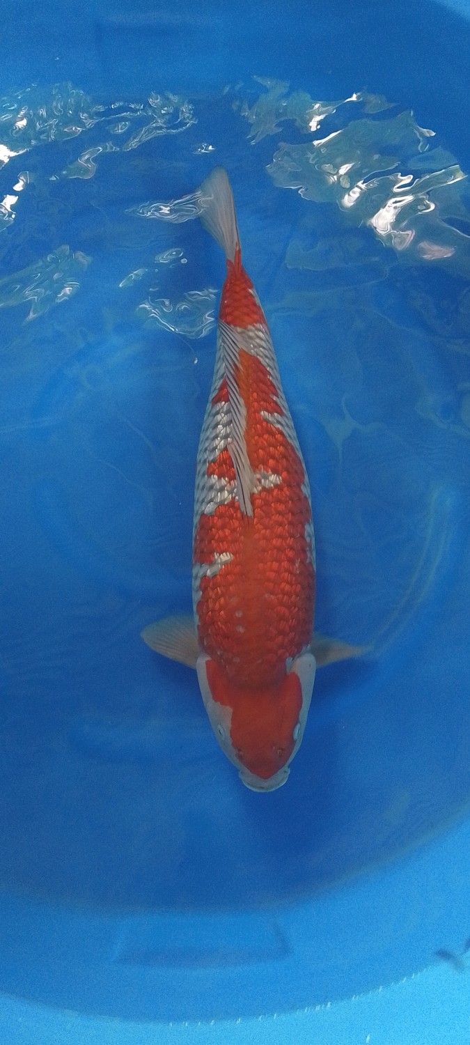 Juara 4