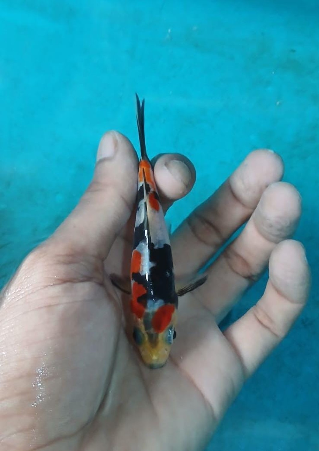 Juara 4