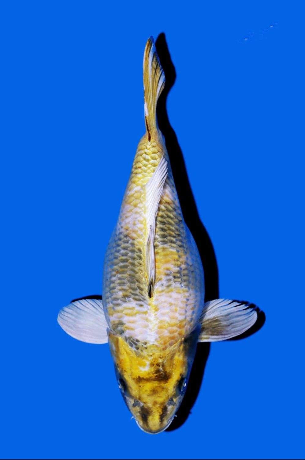 Juara 1 Short Body (M) 31 - 50 cm