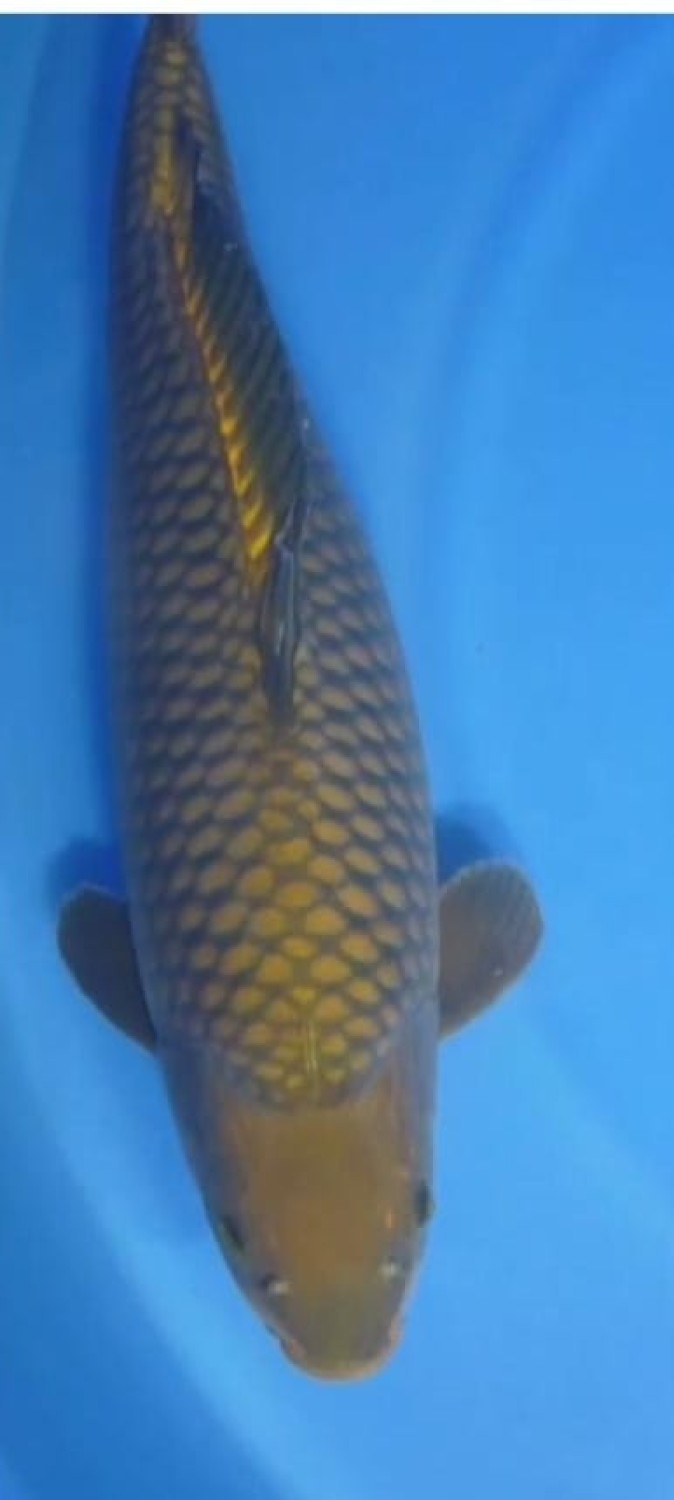 Juara 1