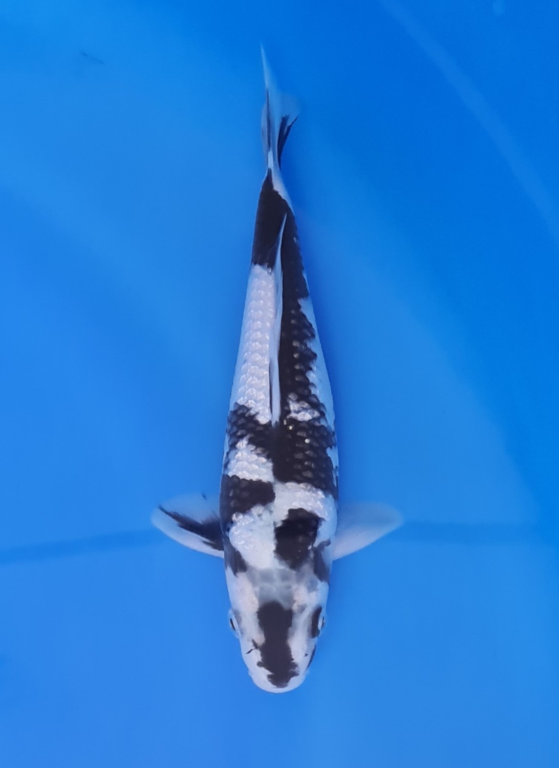 Juara 5
