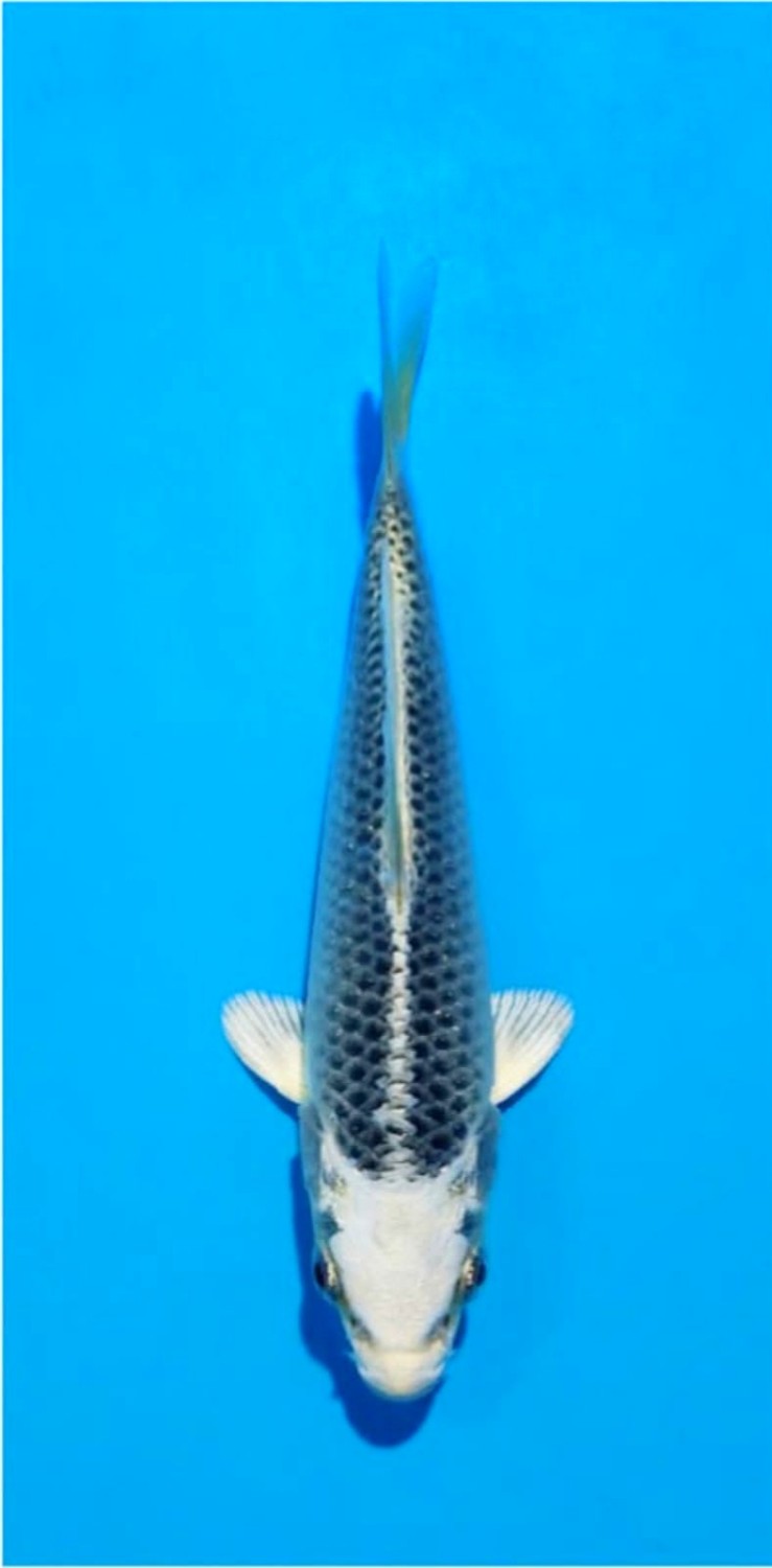 Juara 2
