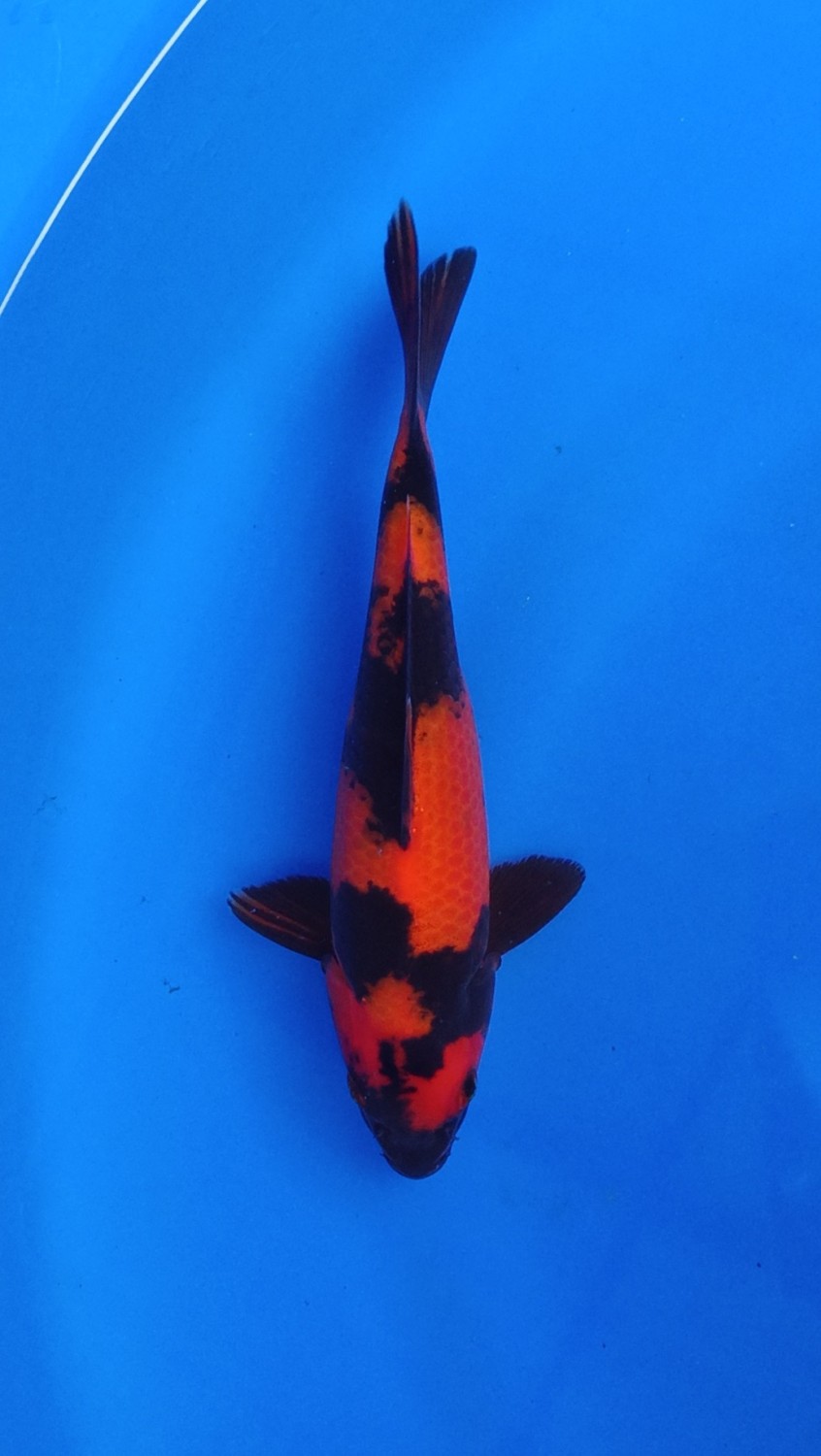 Best In Size D 16 - 20 cm