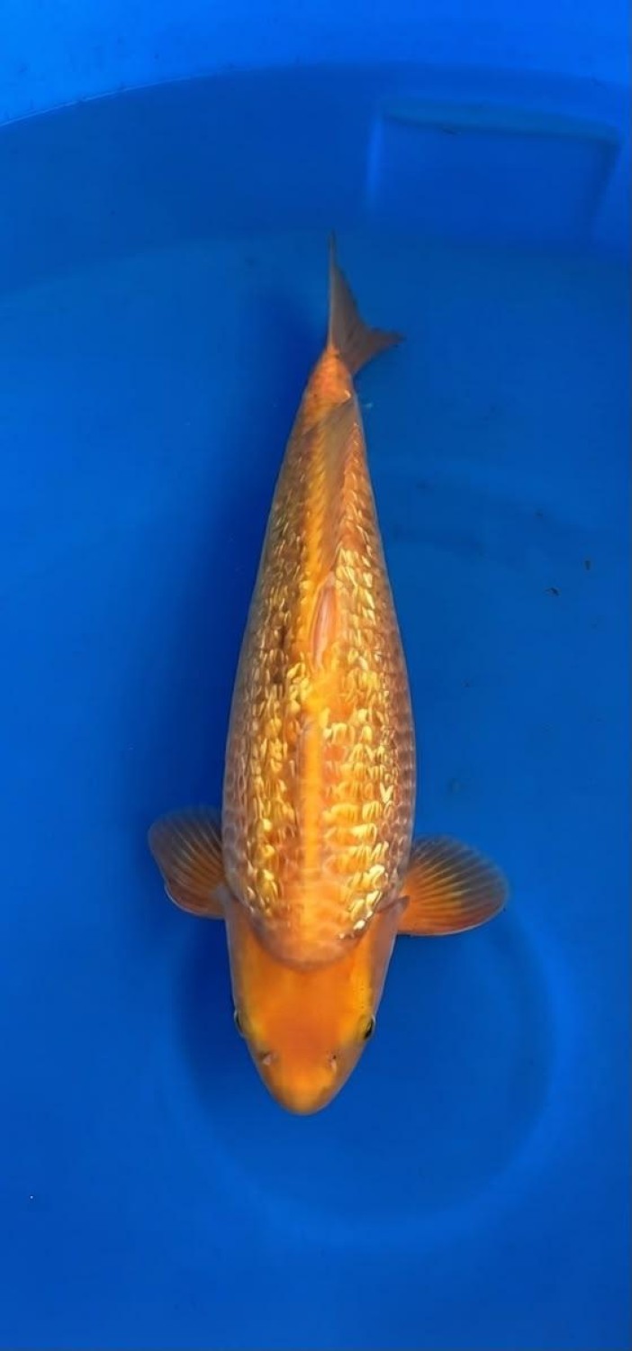 Juara 1