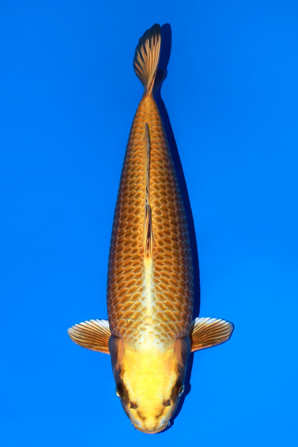 Juara 1