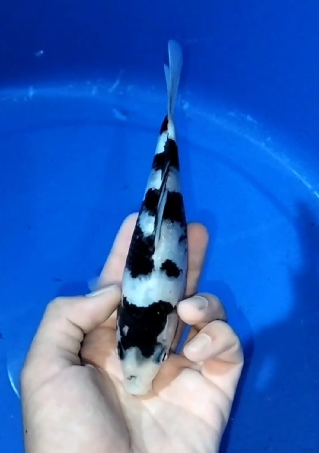 Juara 2