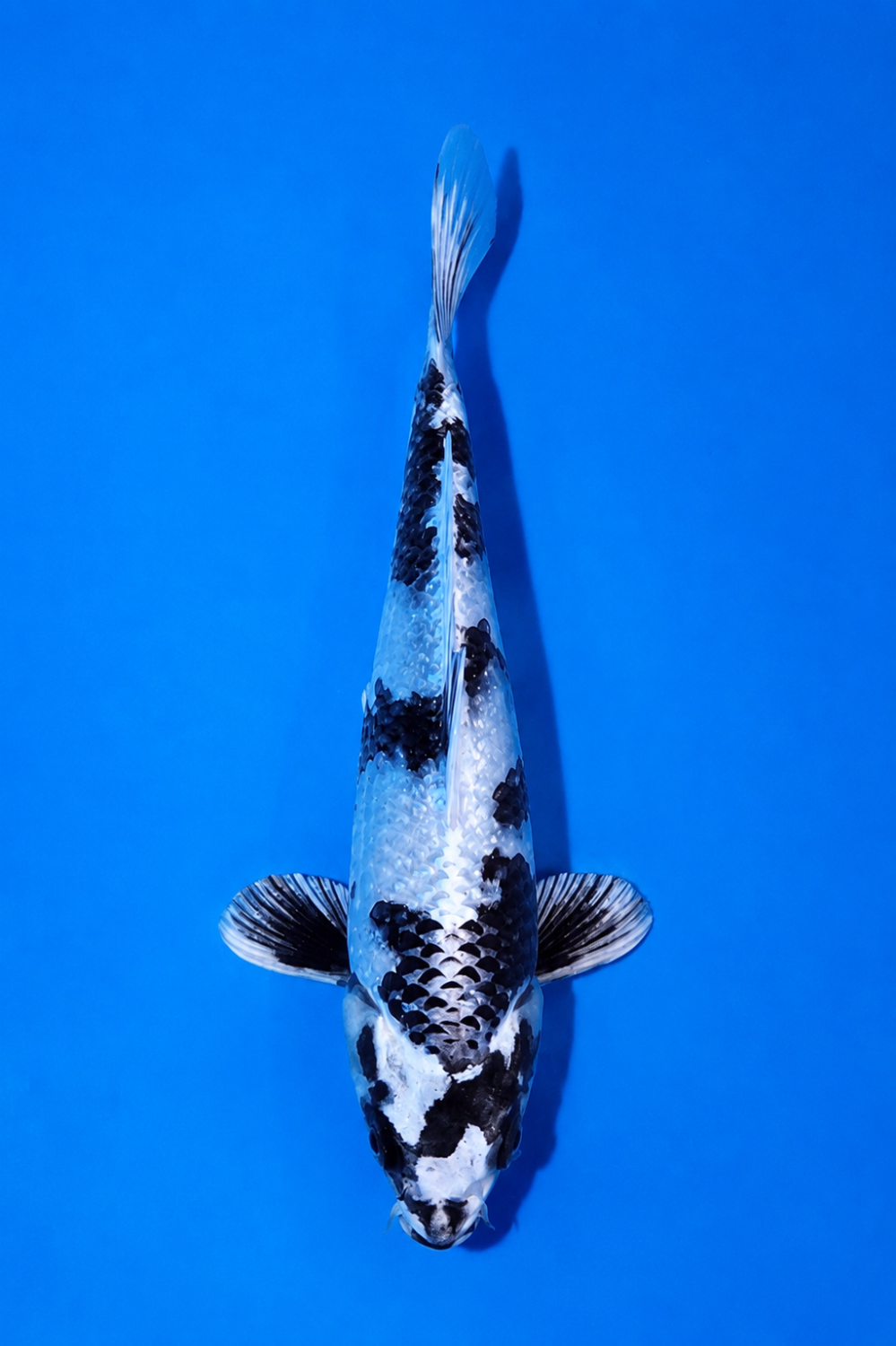 Best In Size D 21 - 25 cm