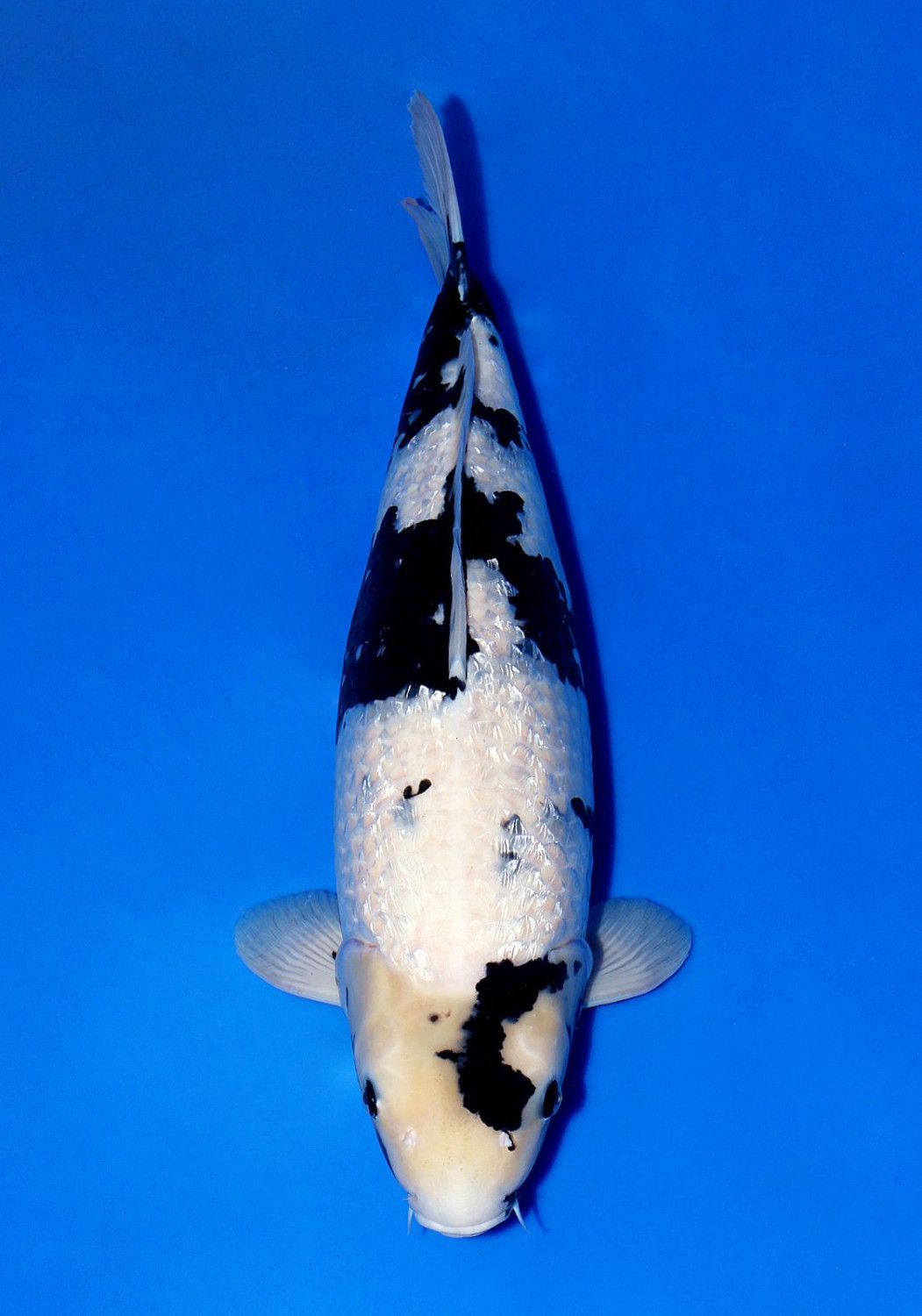 Juara 3