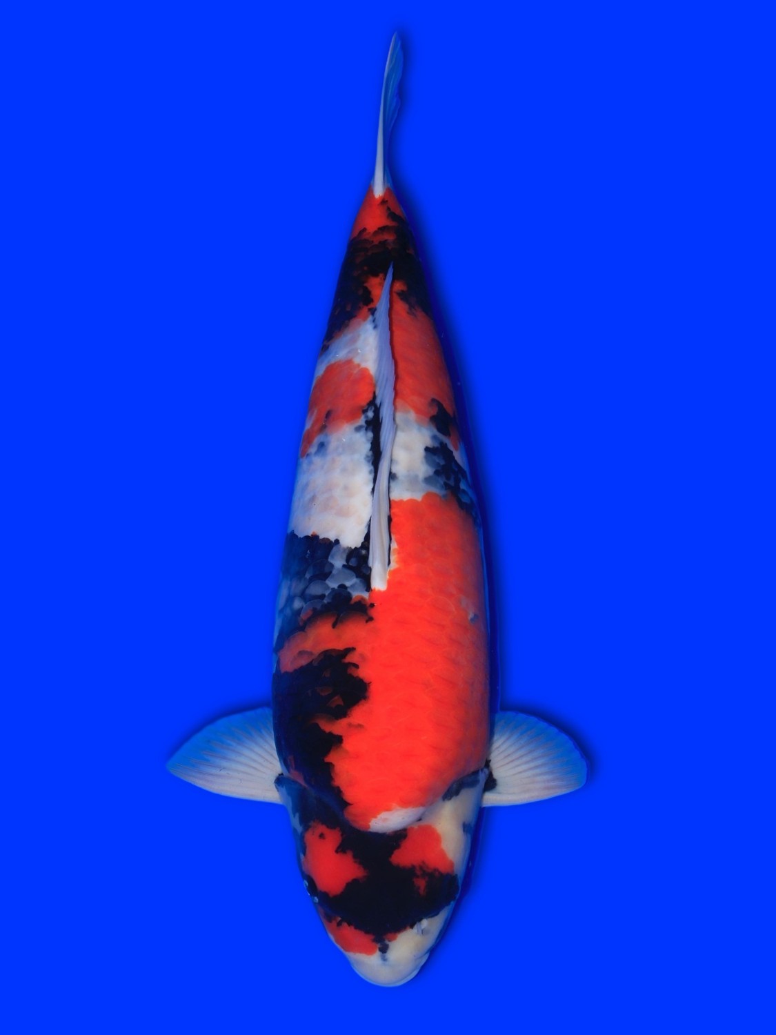 Best In Size F 61 - 65 cm