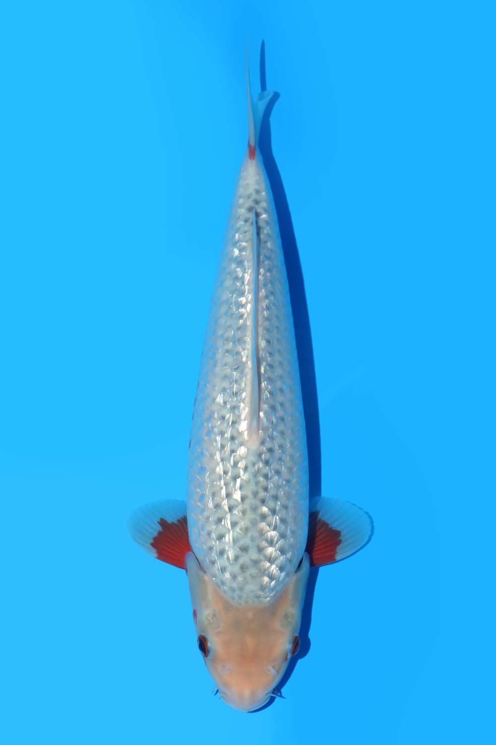 Juara 2