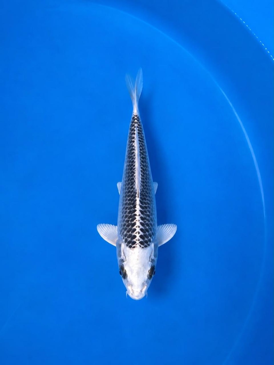 Best In Size E Up To 12 cm