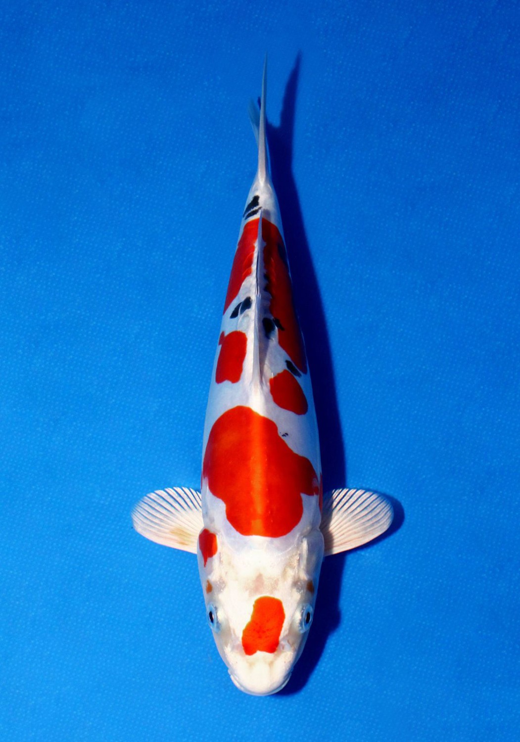 Juara 1