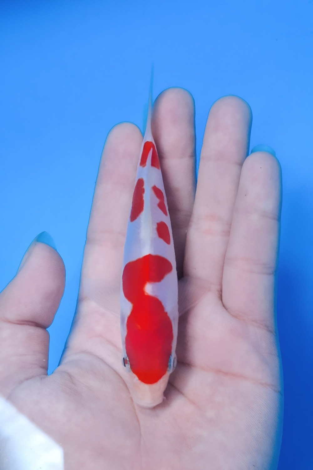 Best In Size C Up To 12 cm