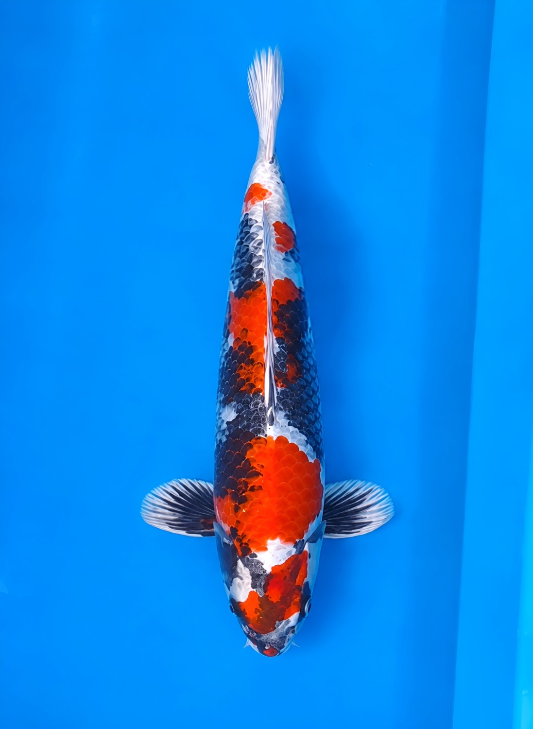 Juara 2