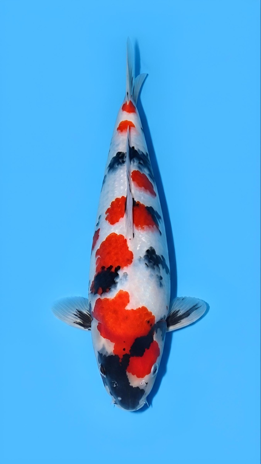 Juara 1